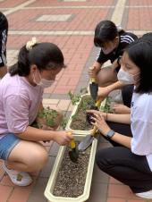 환경동아리의 미래식량(채소) 심기