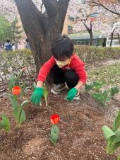 식목일 날 꽃모종심기